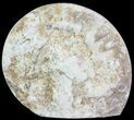 Cut and Polished Lower Jurassic Ammonite - England #62574-1